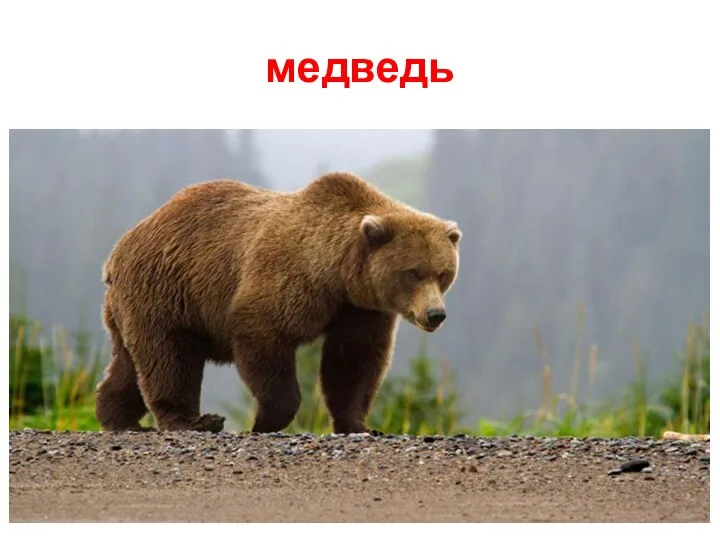 медведь