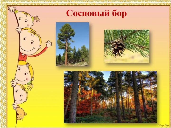 Сосновый бор