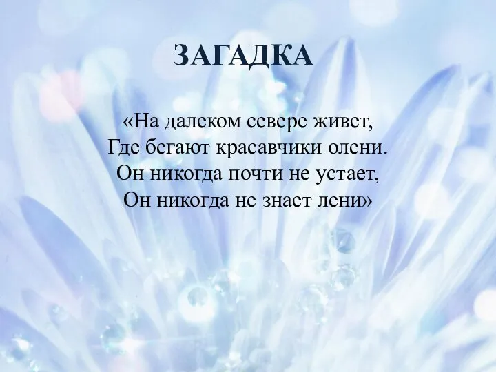 ЗАГАДКА «На далеком севере живет, Где бегают красавчики олени. Он никогда