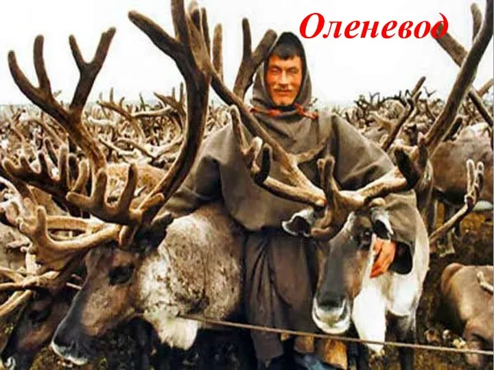 Оленевод