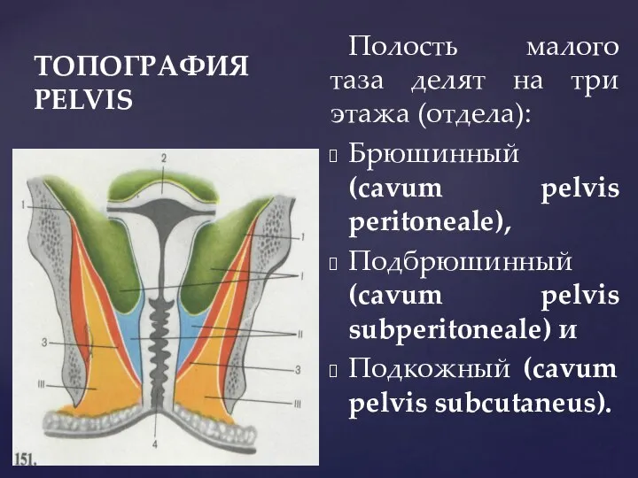 ТОПОГРАФИЯ PELVIS Полость малого таза делят на три этажа (отдела): Брюшинный