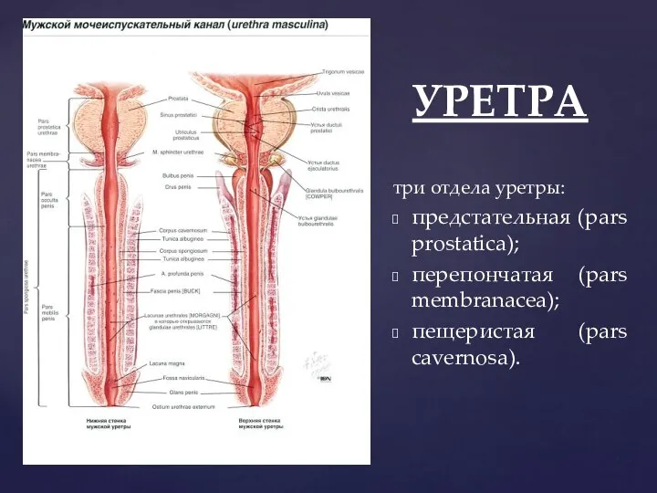 УРЕТРА три отдела уретры: предстательная (pars prostatica); перепончатая (pars membranacea); пещеристая (pars cavernosa).