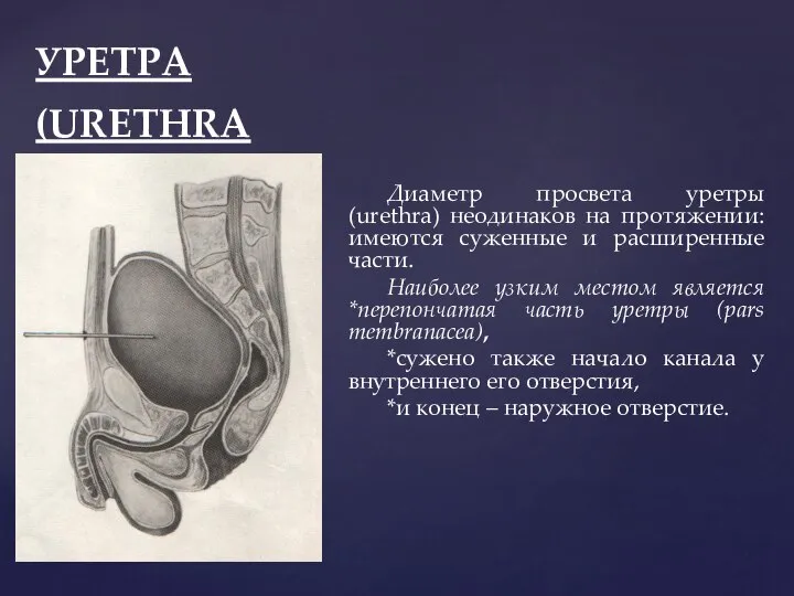 УРЕТРА (URETHRA Диаметр просвета уретры (urethra) неодинаков на протяжении: имеются суженные