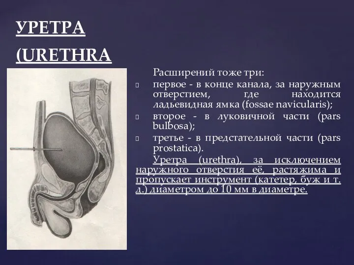 УРЕТРА (URETHRA Расширений тоже три: первое - в конце канала, за