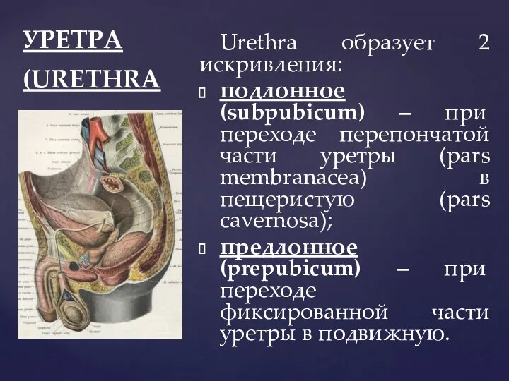 УРЕТРА (URETHRA Urethra образует 2 искривления: подлонное (subpubicum) – при переходе