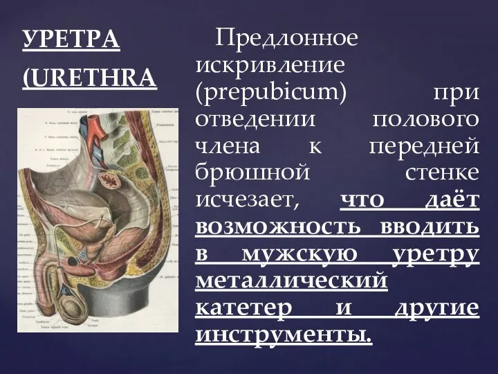 УРЕТРА (URETHRA Предлонное искривление (prepubicum) при отведении полового члена к передней