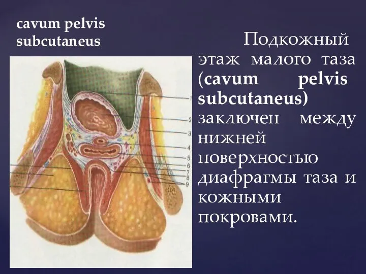 cavum pelvis subcutaneus Подкожный этаж малого таза (cavum pelvis subcutaneus) заключен