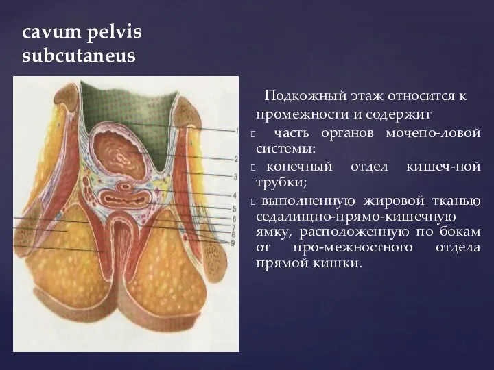 cavum pelvis subcutaneus Подкожный этаж относится к промежности и содержит часть