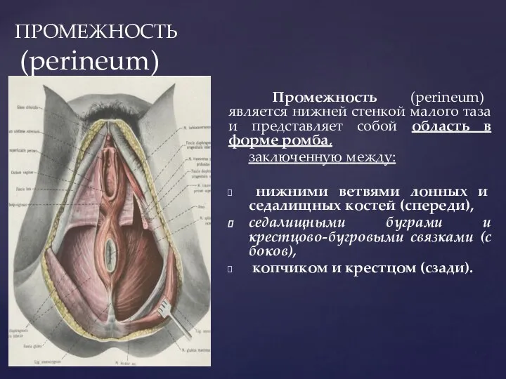 ПРОМЕЖНОСТЬ (perineum) Промежность (perineum) является нижней стенкой малого таза и представляет