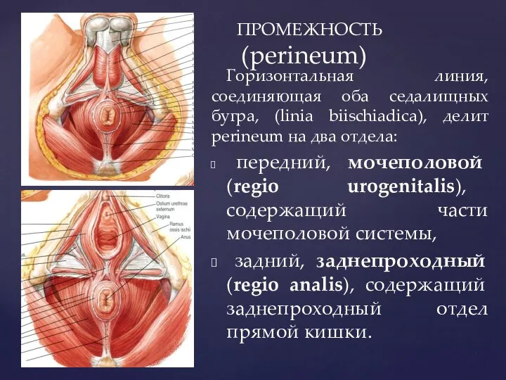 ПРОМЕЖНОСТЬ (perineum) Горизонтальная линия, соединяющая оба седалищных бугра, (linia biischiadica), делит