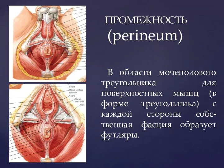 ПРОМЕЖНОСТЬ (perineum) В области мочеполового треугольника для поверхностных мышц (в форме