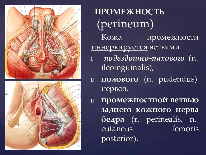 ПРОМЕЖНОСТЬ (perineum) Кожа промежности иннервируется ветвями: подвздошно-пахового (n. ileoinguinalis), полового (n.