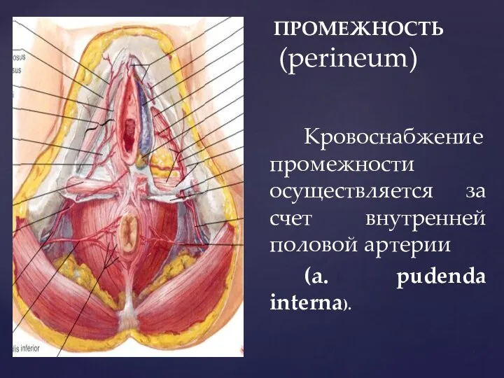 ПРОМЕЖНОСТЬ (perineum) Кровоснабжение промежности осуществляется за счет внутренней половой артерии (а. pudenda interna).