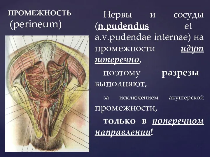 ПРОМЕЖНОСТЬ (perineum) Нервы и сосуды (n.pudendus et a.v.pudendae internae) на промежности