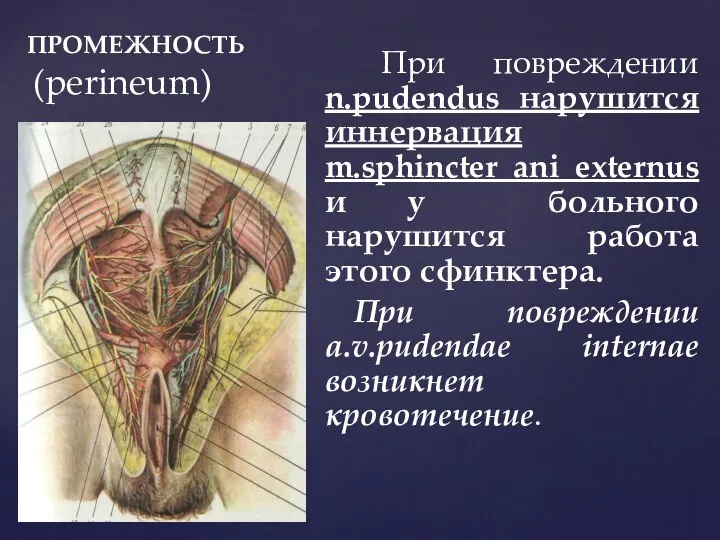 ПРОМЕЖНОСТЬ (perineum) При повреждении n.pudendus нарушится иннервация m.sphincter ani externus и