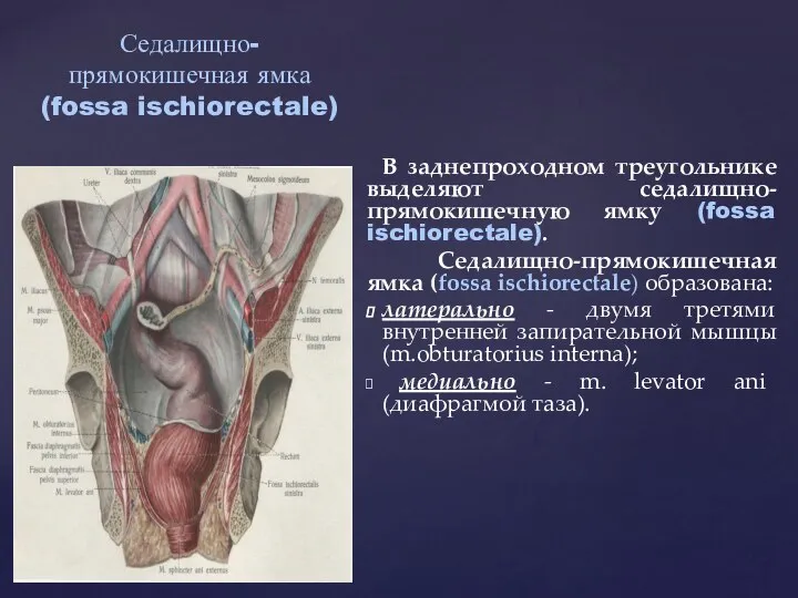 В заднепроходном треугольнике выделяют седалищно-прямокишечную ямку (fossa ischiorectale). Седалищно-прямокишечная ямка (fossa