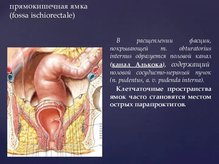 Седалищно-прямокишечная ямка (fossa ischiorectale) В расщеплении фасции, покрывающей m. obturatorius internus