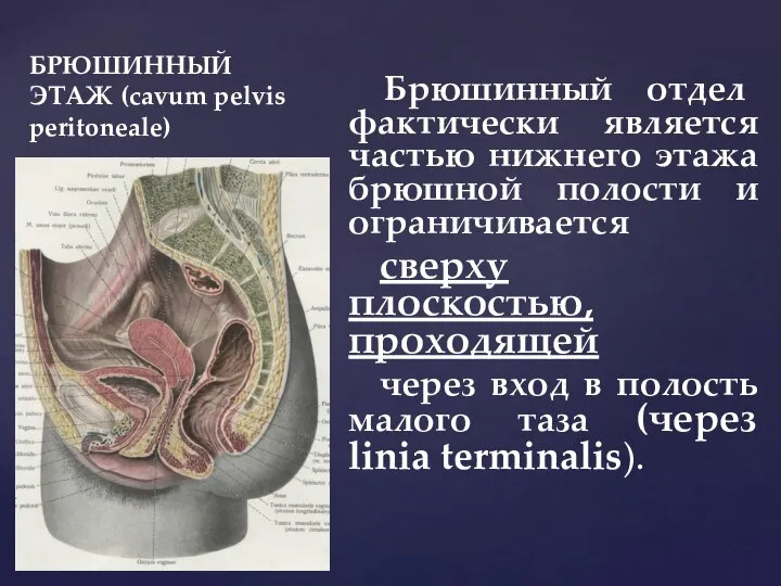 БРЮШИННЫЙ ЭТАЖ (cavum pelvis peritoneale) Брюшинный отдел фактически является частью нижнего