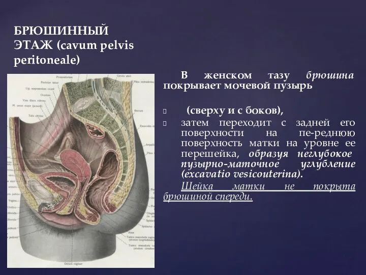 БРЮШИННЫЙ ЭТАЖ (cavum pelvis peritoneale) В женском тазу брюшина покрывает мочевой