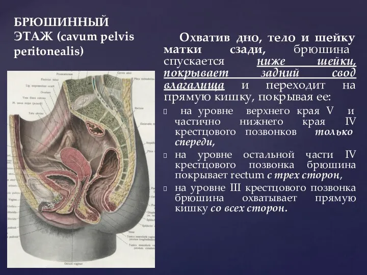 БРЮШИННЫЙ ЭТАЖ (cavum pelvis peritonealis) Охватив дно, тело и шейку матки