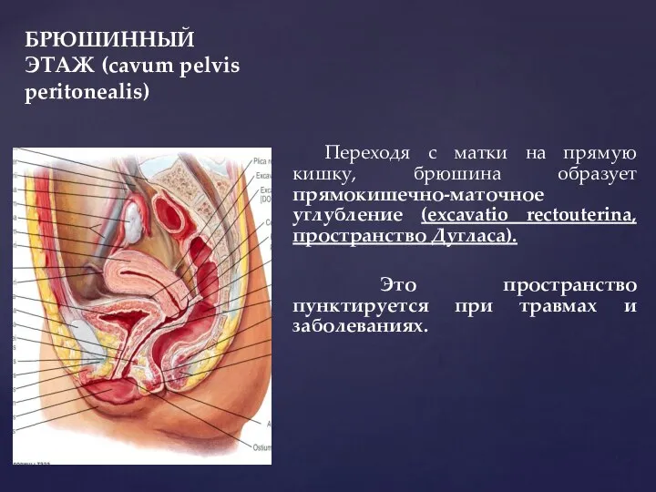 БРЮШИННЫЙ ЭТАЖ (cavum pelvis peritonealis) Переходя с матки на прямую кишку,