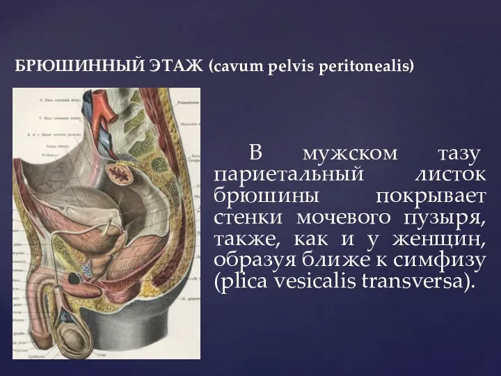 БРЮШИННЫЙ ЭТАЖ (cavum pelvis peritonealis) В мужском тазу париетальный листок брюшины