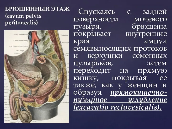 БРЮШИННЫЙ ЭТАЖ (cavum pelvis peritonealis) Спускаясь с задней поверхности мочевого пузыря,