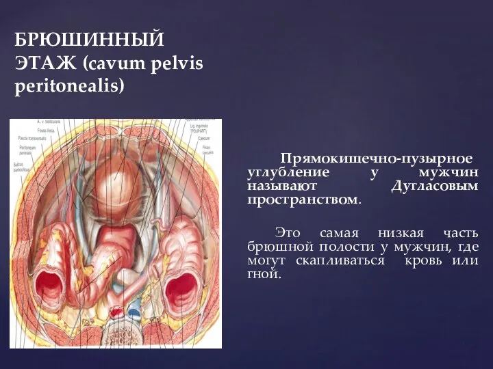 БРЮШИННЫЙ ЭТАЖ (cavum pelvis peritonealis) Прямокишечно-пузырное углубление у мужчин называют Дугласовым