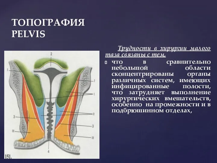 ТОПОГРАФИЯ PELVIS Трудности в хирургии малого таза связаны с тем, что