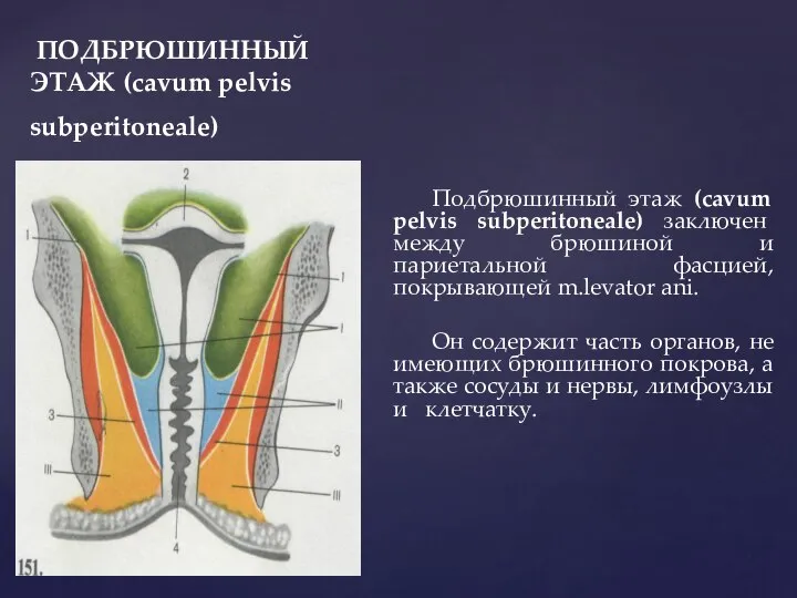 ПОДБРЮШИННЫЙ ЭТАЖ (cavum pelvis subperitoneale) Подбрюшинный этаж (cavum pelvis subperitoneale) заключен