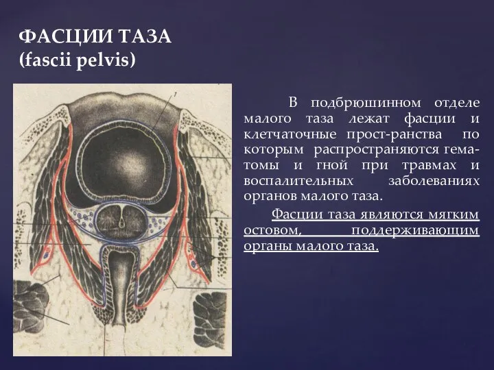 ФАСЦИИ ТАЗА (fascii pelvis) В подбрюшинном отделе малого таза лежат фасции