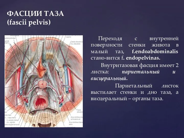 ФАСЦИИ ТАЗА (fascii pelvis) Переходя с внутренней поверхности стенки живота в