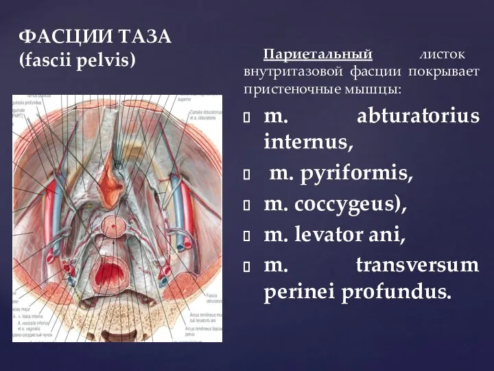 ФАСЦИИ ТАЗА (fascii pelvis) Париетальный листок внутритазовой фасции покрывает пристеночные мышцы: