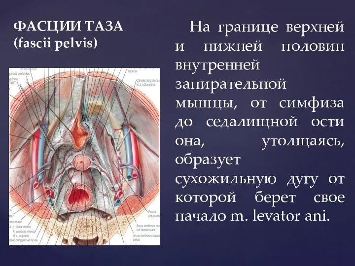 ФАСЦИИ ТАЗА (fascii pelvis) На границе верхней и нижней половин внутренней