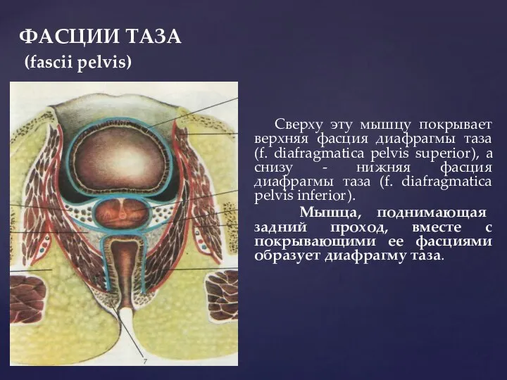 ФАСЦИИ ТАЗА (fascii pelvis) Сверху эту мышцу покрывает верхняя фасция диафрагмы