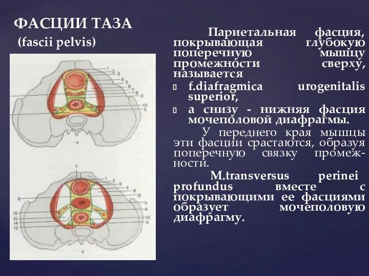 ФАСЦИИ ТАЗА (fascii pelvis) Париетальная фасция, покрывающая глубокую поперечную мышцу промежности