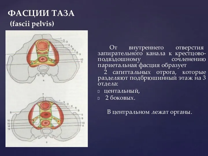 ФАСЦИИ ТАЗА (fascii pelvis) От внутреннего отверстия запирательного канала к крестцово-подвздошному