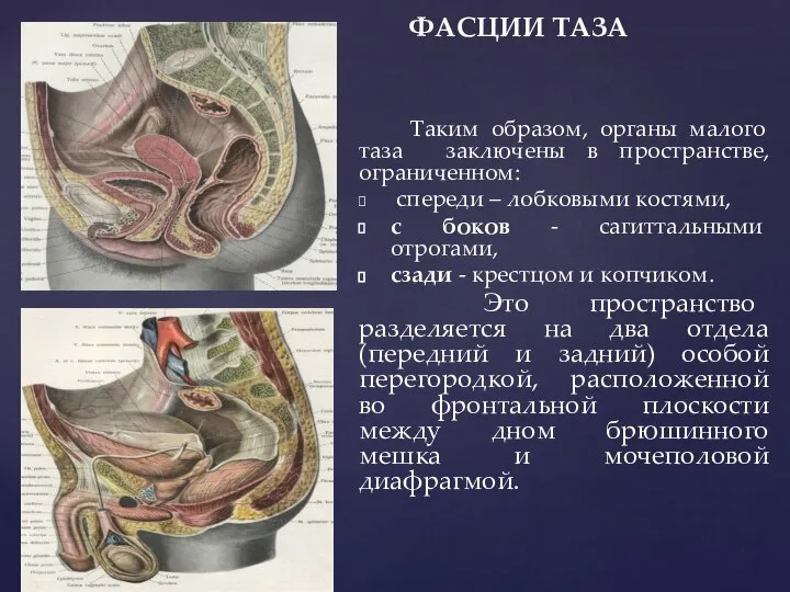 ФАСЦИИ ТАЗА Таким образом, органы малого таза заключены в пространстве, ограниченном: