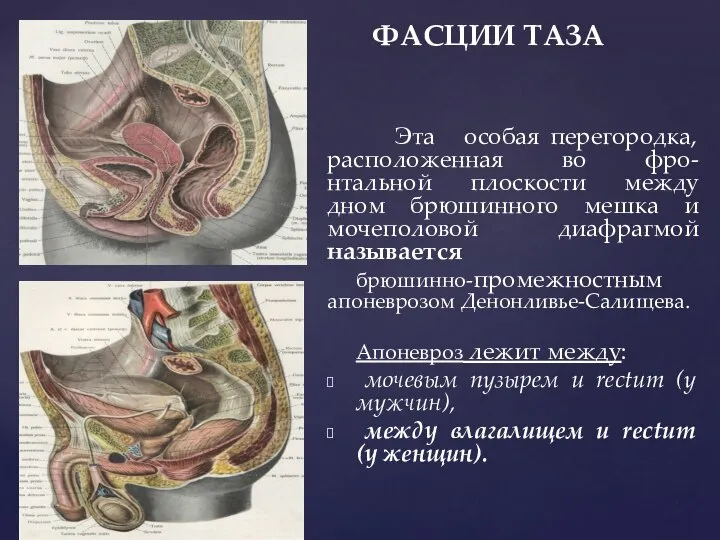 ФАСЦИИ ТАЗА Эта особая перегородка, расположенная во фро-нтальной плоскости между дном