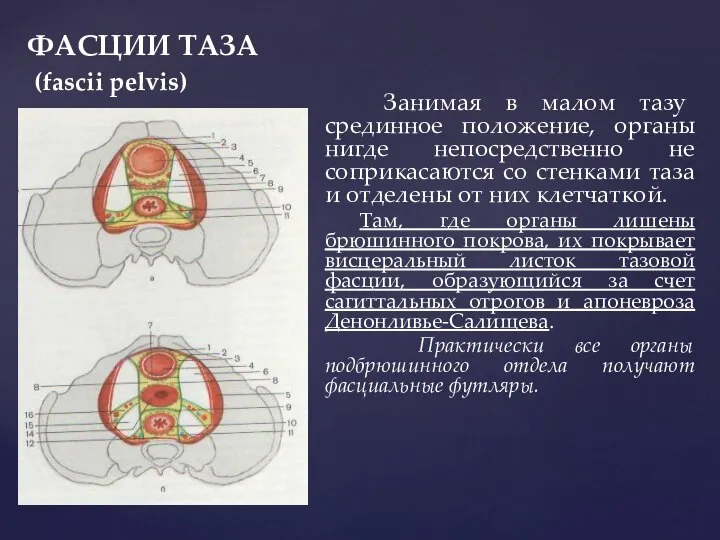 ФАСЦИИ ТАЗА (fascii pelvis) Занимая в малом тазу срединное положение, органы