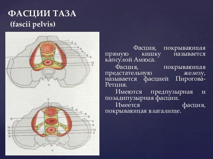 ФАСЦИИ ТАЗА (fascii pelvis) Фасция, покрывающая прямую кишку называется капсулой Амюса.