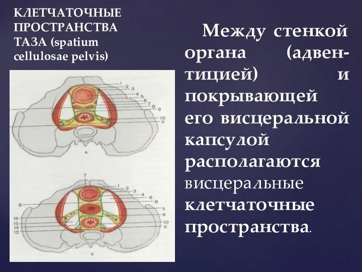 КЛЕТЧАТОЧНЫЕ ПРОСТРАНСТВА ТАЗА (spatium cellulosae pelvis) Между стенкой органа (адвен-тицией) и