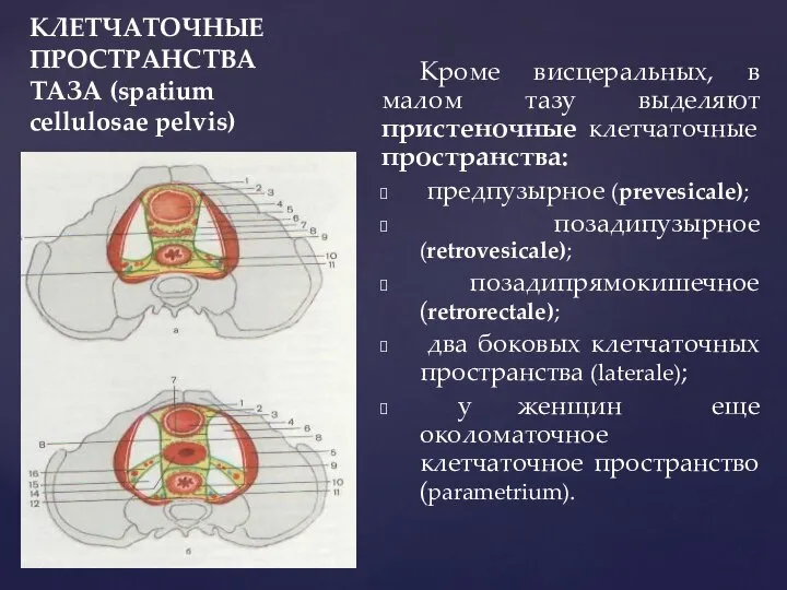 КЛЕТЧАТОЧНЫЕ ПРОСТРАНСТВА ТАЗА (spatium cellulosae pelvis) Кроме висцеральных, в малом тазу