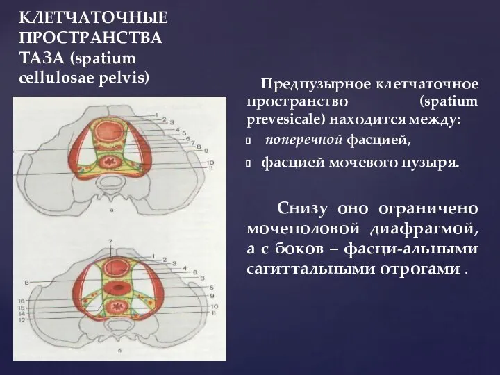 КЛЕТЧАТОЧНЫЕ ПРОСТРАНСТВА ТАЗА (spatium cellulosae pelvis) Предпузырное клетчаточное пространство (spatium prevesicale)