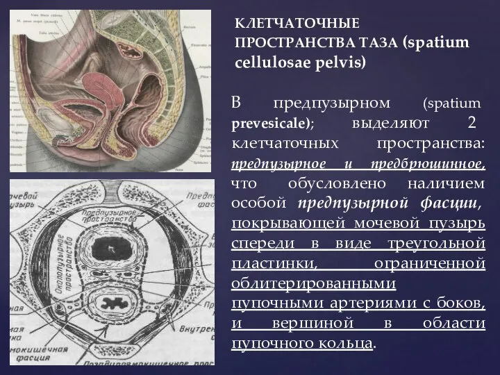 КЛЕТЧАТОЧНЫЕ ПРОСТРАНСТВА ТАЗА (spatium cellulosae pelvis) В предпузырном (spatium prevesicale); выделяют