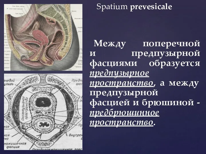 Spatium prevesicale Между поперечной и предпузырной фасциями образуется предпузырное пространство, а