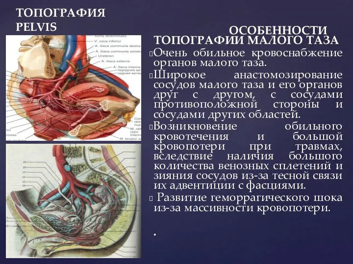 ТОПОГРАФИЯ PELVIS ОСОБЕННОСТИ ТОПОГРАФИИ МАЛОГО ТАЗА Очень обильное кровоснабжение органов малого