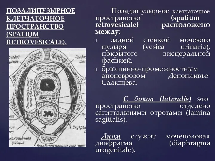 ПОЗАДИПУЗЫРНОЕ КЛЕТЧАТОЧНОЕ ПРОСТРАНСТВО (SPATIUM RETROVESICALE). Позадипузырное клетчаточное пространство (spatium retrovesicale) расположено