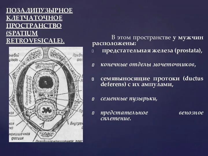 ПОЗАДИПУЗЫРНОЕ КЛЕТЧАТОЧНОЕ ПРОСТРАНСТВО (SPATIUM RETROVESICALE). В этом пространстве у мужчин расположены: