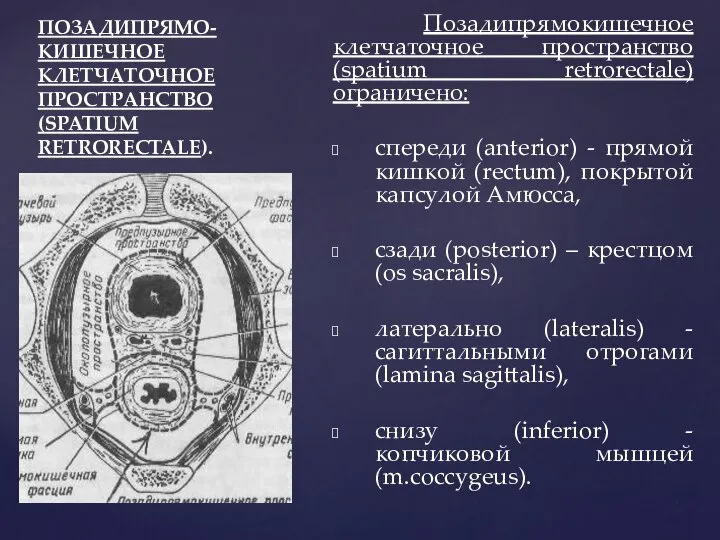 ПОЗАДИПРЯМО-КИШЕЧНОЕ КЛЕТЧАТОЧНОЕ ПРОСТРАНСТВО (SPATIUM RETRORECTALE). Позадипрямокишечное клетчаточное пространство (spatium retrorectale) ограничено: